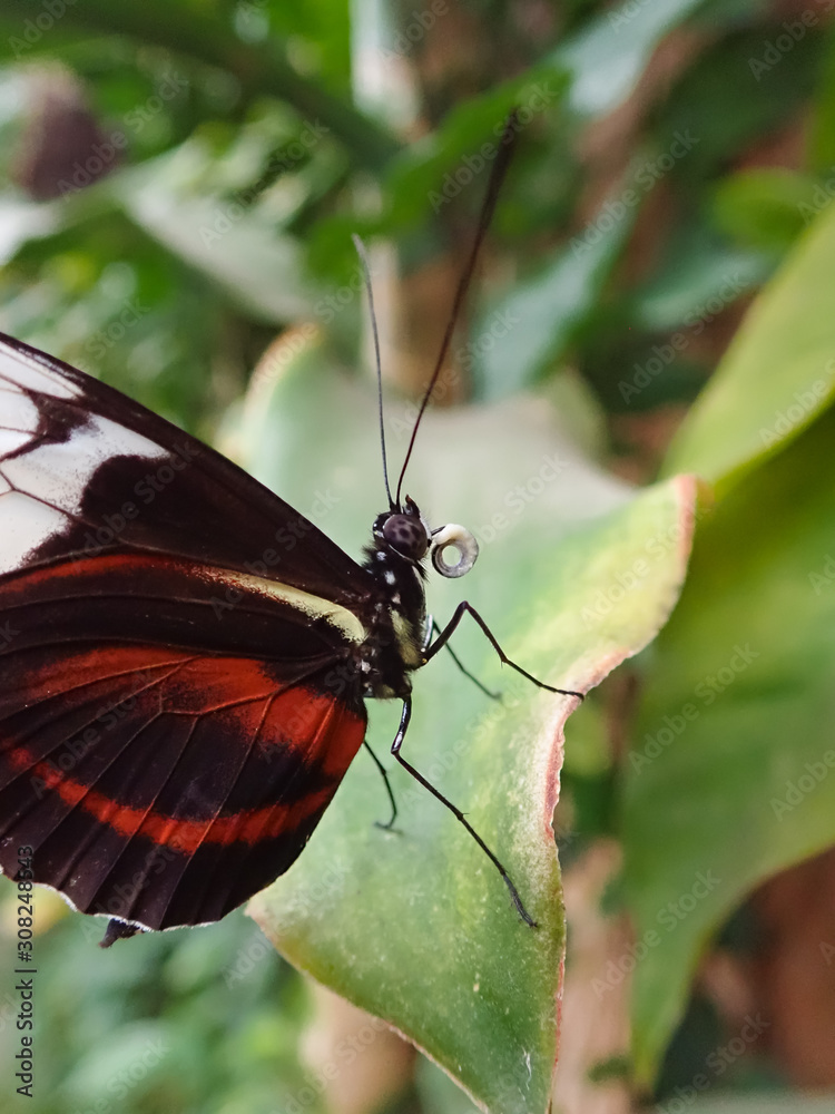 Obraz premium butterfly on leaf