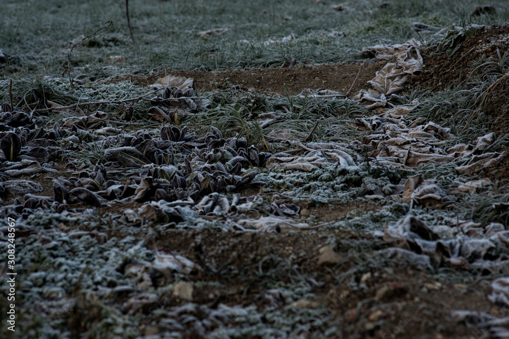 Frozen leaves with white frost. Frozen morning in the mountains Frozen leaves with white frost. Frozen morning in the mountains