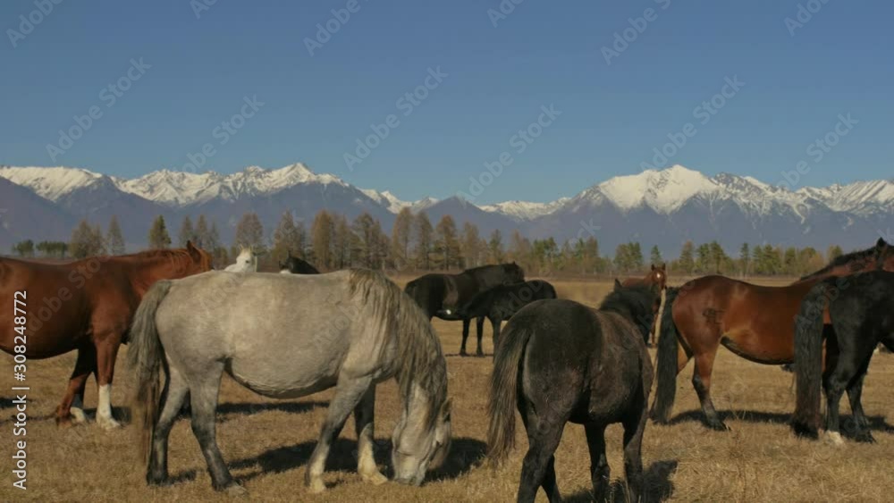 Walking and running horse. Horses moves slowly against the background of the grazing herd. Herd of horses running on the steppes in background snow-capped mountain. Slow Motion at rate of 180 fps. Walking and running horse. Horses moves slowly against the background of the grazing herd. Herd of horses running on the steppes in background snow-capped mountain. Slow Motion at rate of 180 fps.