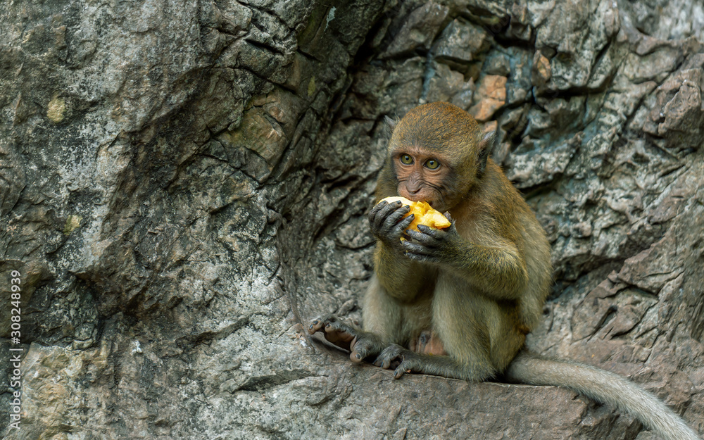 Rhesus monkey in Phuket, Thailand, They are live freely in Thailand