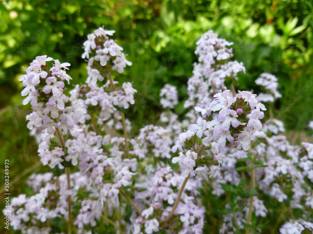 Fresh green thyme herb blooming with pink flowers growing in the garden. Breckland Thyme, Thymus serpyllum, Thymus vulgaris, Common Thyme, Whole thyme. Selective focus, close up, still life. Fresh green thyme herb blooming with pink flowers growing in the garden. Breckland Thyme, Thymus serpyllum, Thymus vulgaris, Common Thyme, Whole thyme. Selective focus, close up, still life.