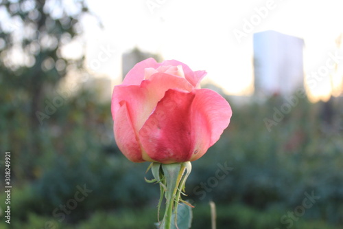 pink rose