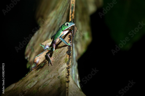 frogs of the amazon