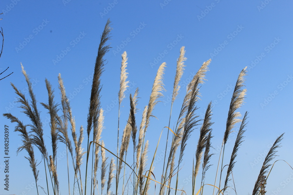 grass and blue sky grass and blue sky