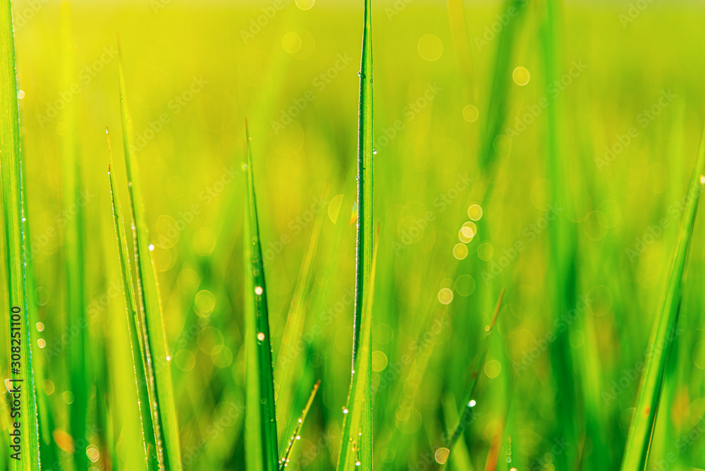 Obraz premium Green leaf of rice plant with bubble drop on leaves in morning light