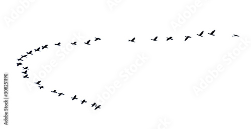Flock of birds flying in a row, High view silhouette group of bird fly in a line beautiful nature of wildlife isolated on white background
