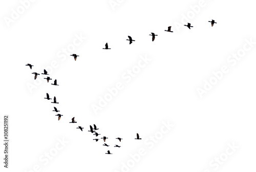 Flock of birds flying in a row, High view silhouette group of bird fly in a line beautiful nature of wildlife isolated on white background