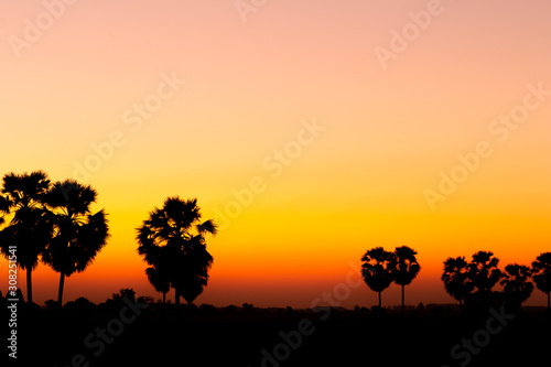 Silhouette palm tree with sunshine background.