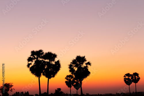 Silhouette palm tree with sunshine background.