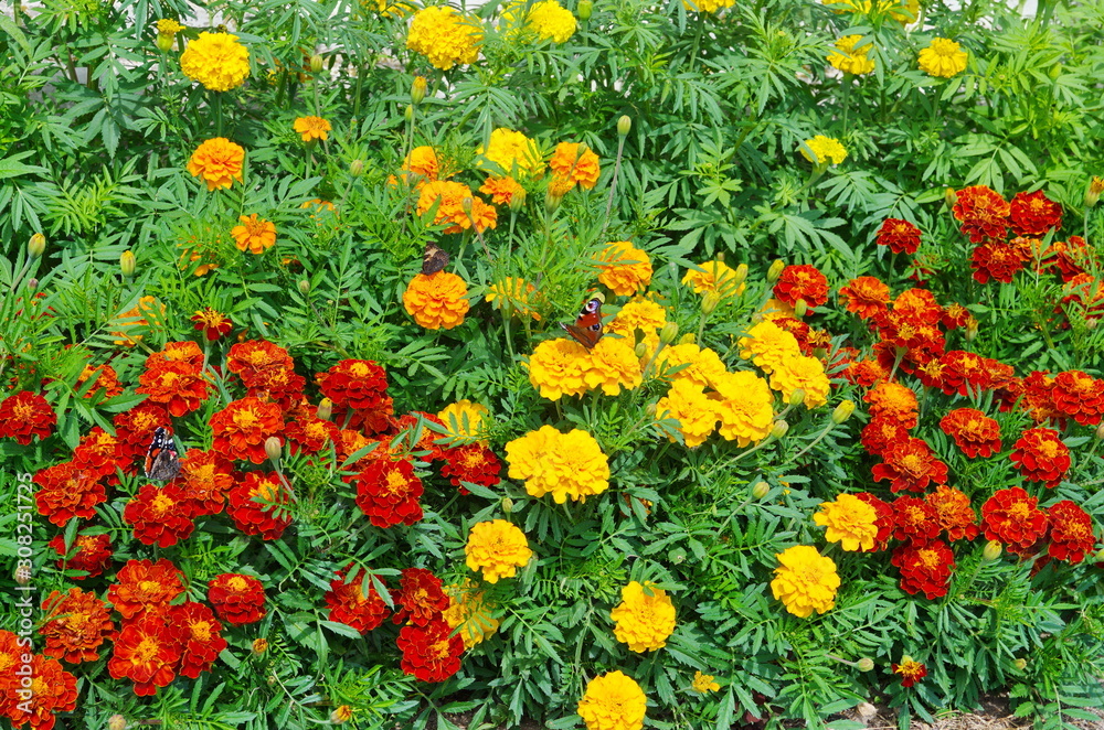 Colored marigolds (lat. Tagetes) bloom in the garden