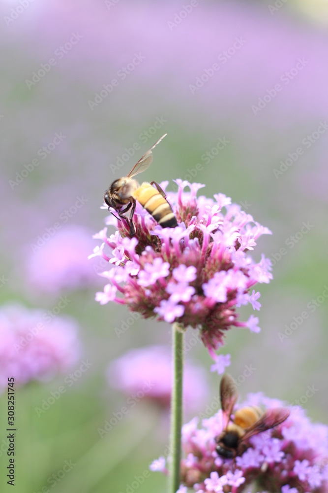 bee on a flower bee on a flower