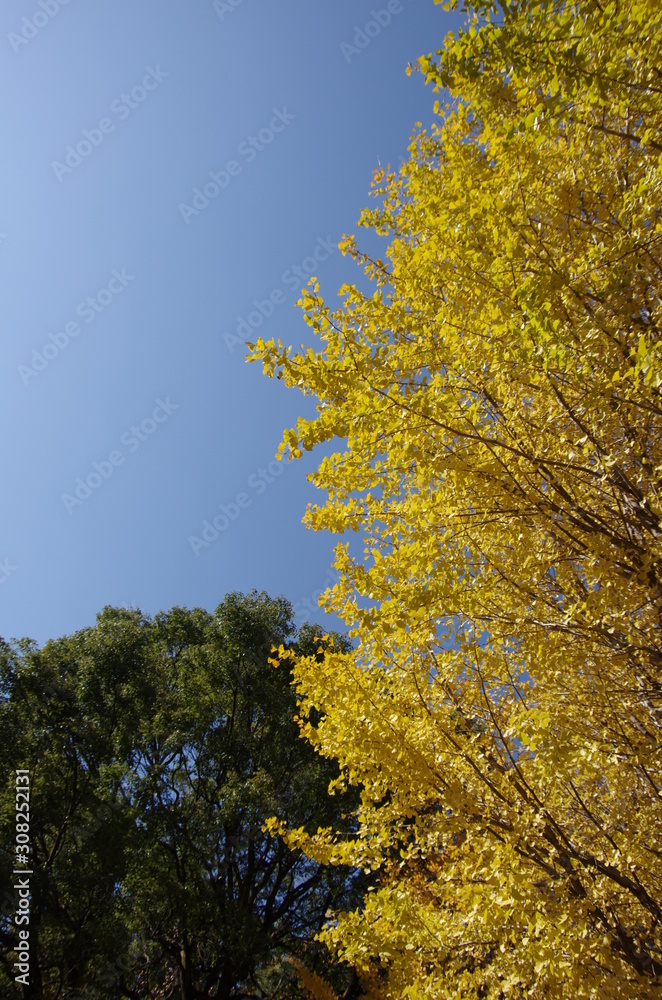 紅葉 イチョウ 紅葉 イチョウ