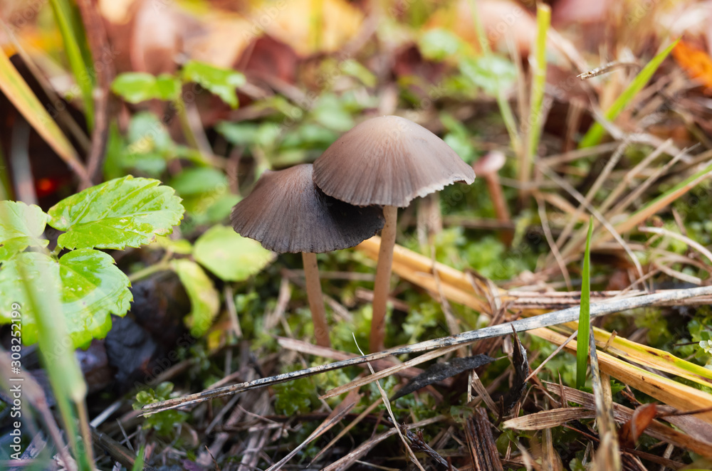 Magic mushrooms grow in a grass, close-up photo Magic mushrooms grow in a grass, close-up photo