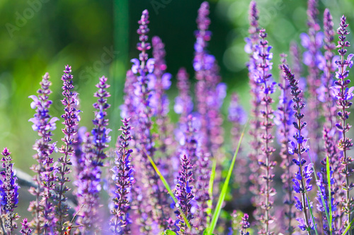 Lavender flowers on a summer meadow, close-up