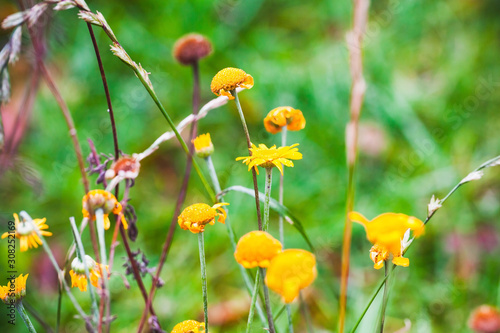 Yellow daisy flowers in autumn garden, close-up photo © evannovostro