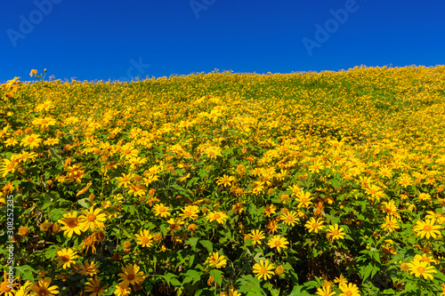 Yellow flower field or Mexican sunflower blossom field on sunny day , on the top of mountain.