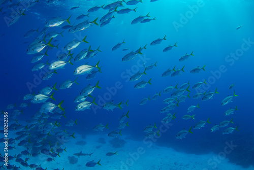 School of fish shimmering in blue sea above sandy reef