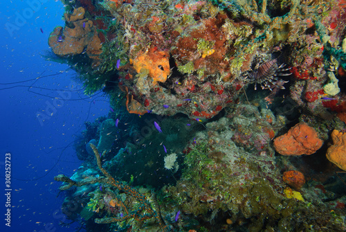 Colorful deep reef wall overhang with tropical fish