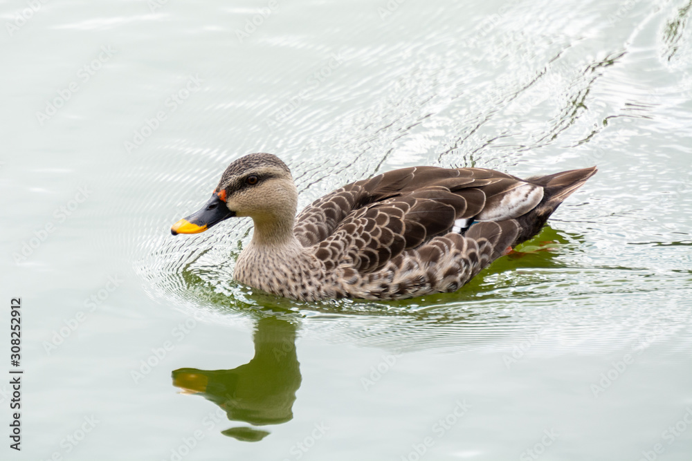 Indian Spot Billed Duck swimming at Lalbagh Botanical Garden Lake Indian Spot Billed Duck swimming at Lalbagh Botanical Garden Lake