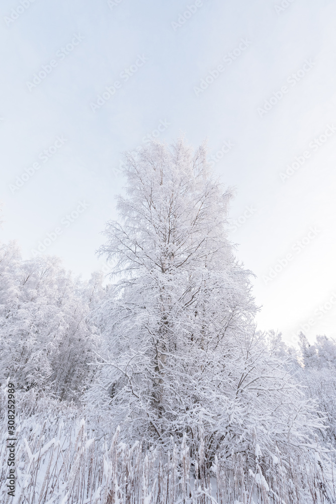 The forest has covered with heavy snow in winter season at Lapland, Finland.