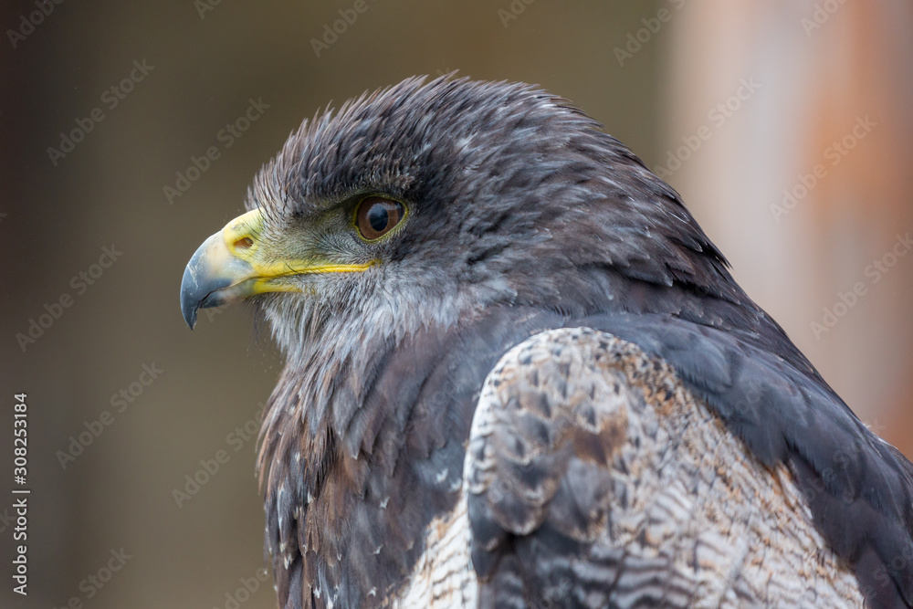 Profile / portrait of Geranoaetus melanoleucus, known as Aguja or black-chested buzzard-eagle (Blaubussard). Detail of eye, beak, feathers. Neutral background. Belonging to the Hawk / Eagle family. Profile / portrait of Geranoaetus melanoleucus, known as Aguja or black-chested buzzard-eagle (Blaubussard). Detail of eye, beak, feathers. Neutral background. Belonging to the Hawk / Eagle family.