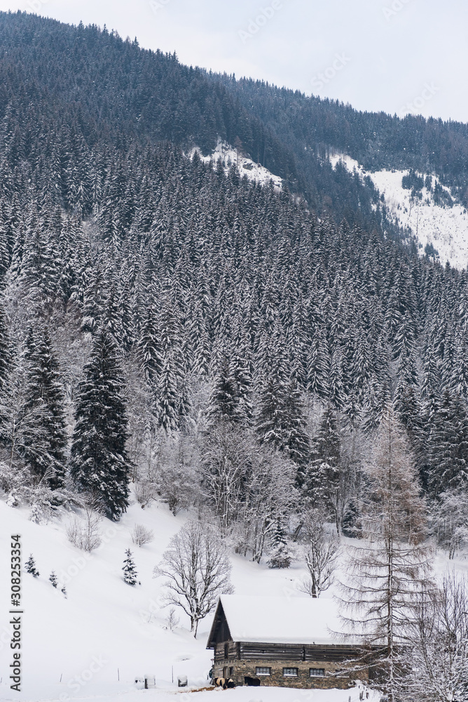 Fototapeta premium Stable, cowshed for cows and horses. Farm building built of stones and wood. Winter mountain landscape in the Alps. The building, trees and mountains covered with snow.
