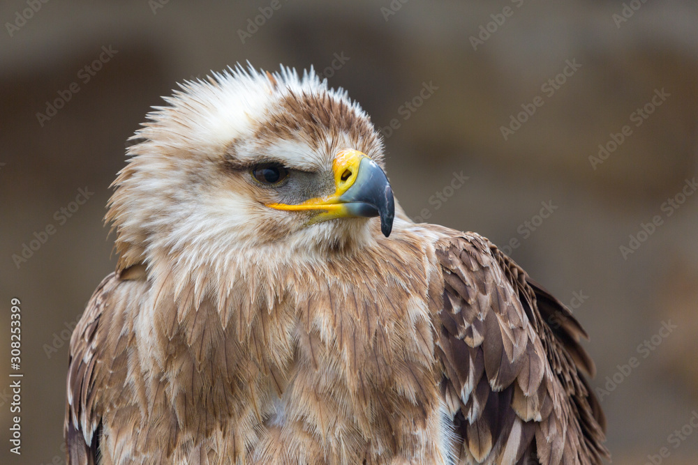 Obraz premium Profile of an Eastern Imperial Eagle (aquila heliaca) looking to the right. Portrait with details of eyes, yellow / black beak, feathers. Incl. upper part of the body. Neutral background.