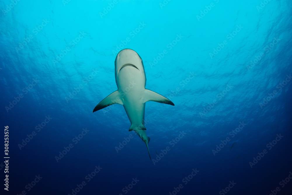 Fototapeta premium Reef shark from below in calm blue sea