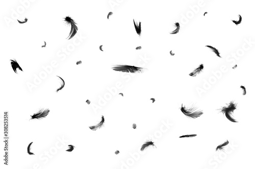 Fototapeta Naklejka Na Ścianę i Meble -  Beautiful black swan feathers floating in air isolated on white background