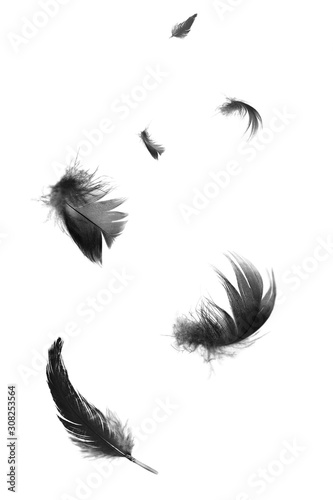 Beautiful black swan feathers floating in air isolated on white background
