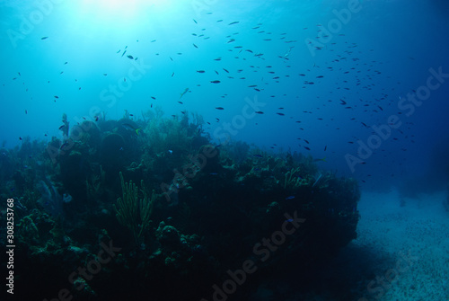 Beautiful blue deep reef, with fish and sunlight from above