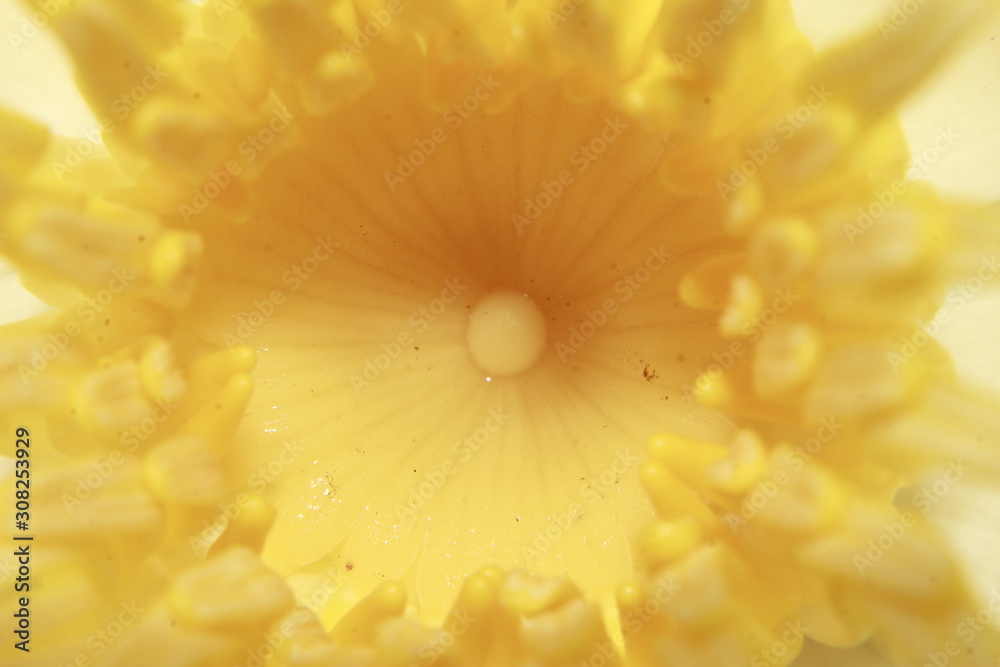 Macro Yellow Carpel Of white Lotus Flower. Macro Yellow Carpel Of white Lotus Flower.