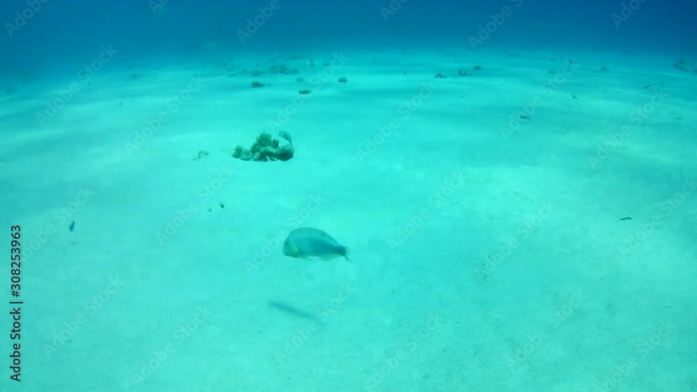 coral life caribbean sea Bonaire island underwater diving divers video coral life caribbean sea Bonaire island underwater diving divers video