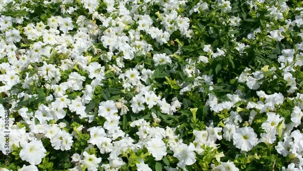 Beautiful vibrant pink petunia flowers