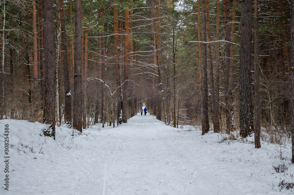 custom made wallpaper toronto digitalThe road in the winter forest. A path among the pines on a winter day in the snow.