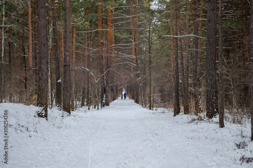 Wallpaper Mural The road in the winter forest. A path among the pines on a winter day in the snow. Torontodigital.ca