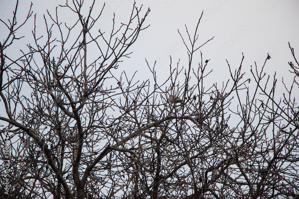 Pigeons on tree branches on a cloudy autumn day. Pigeons on tree branches on a cloudy autumn day.