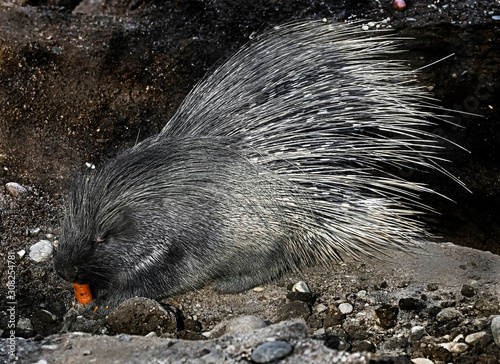 Porcupine in its enclosure. Latin name -Hystrix cristata	 photo