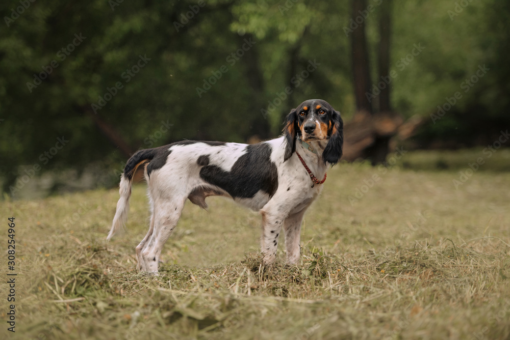 tricolor spaniel mix dog standing on a field in summer tricolor spaniel mix dog standing on a field in summer