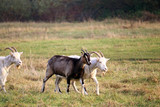 domestic goats	