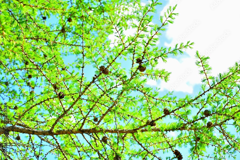 Fototapeta premium branches, tree, sky