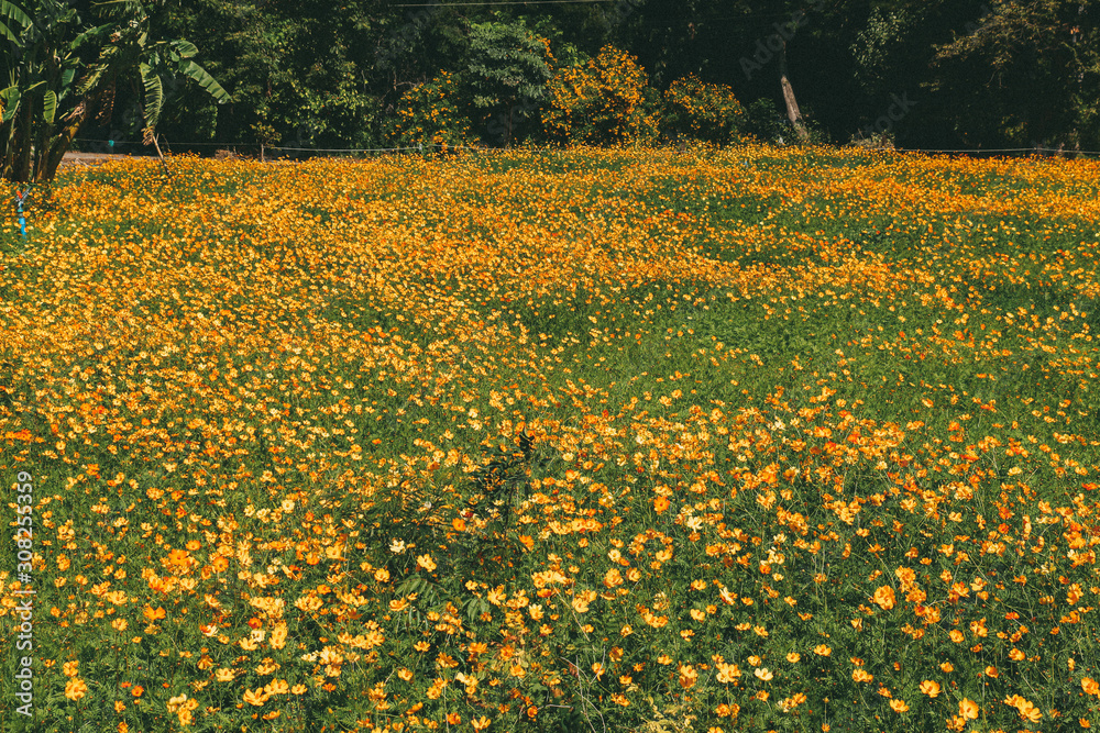 Fototapeta premium yellow flowers in the garden