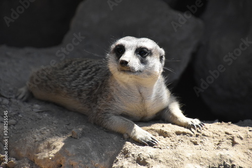 Suricate