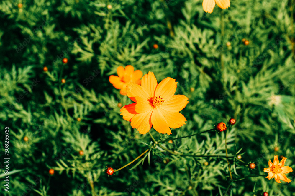yellow flowers in the garden