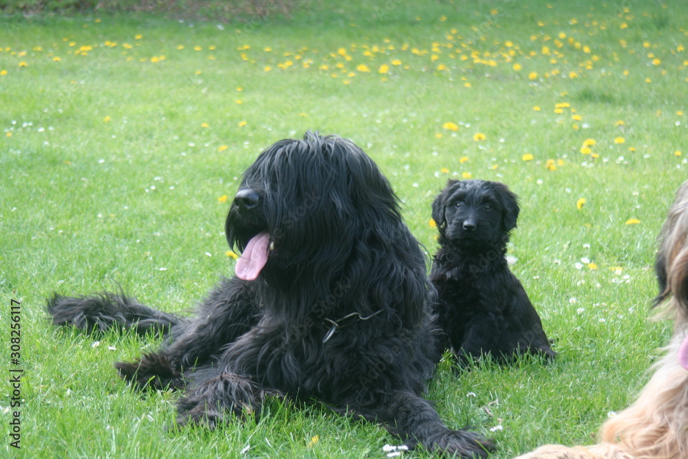 Briards et petit chien Briards et petit chien