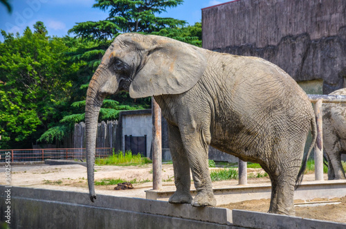 elephant in zoo