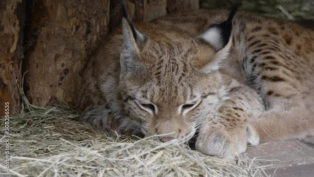 Lynx looks with predatory eyes from the shelter. Lynx looks with predatory eyes from the shelter.