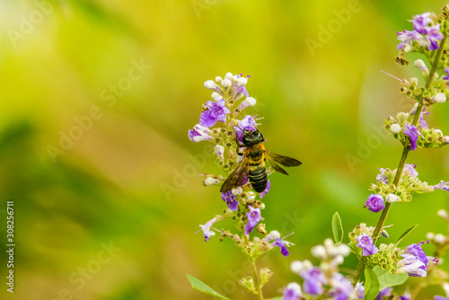 Bee eating nectar from a flower