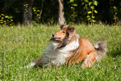 Red-haired collie breed dog on green grass