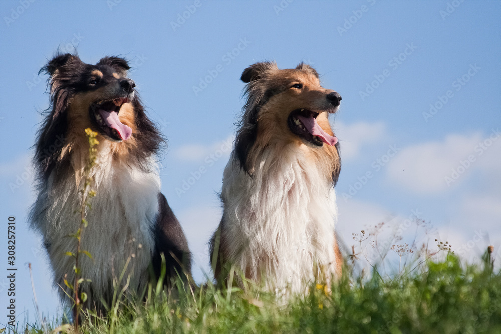 two red-haired collie dog sitting on green grass